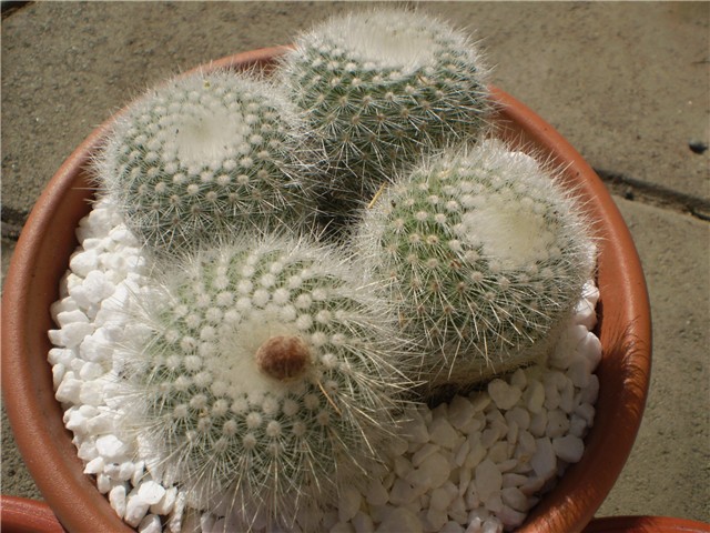 kaktus
